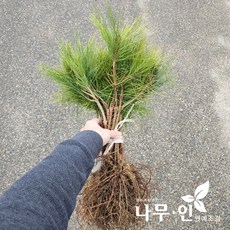 [나무인] 반송(둥근소나무) 묘목 10그루