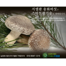 지엘팜송화버섯 [원산지:국산(전라북도 익산시)], 1박스, 지엘팜 송화버섯 일반형, 1KG