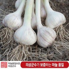 의성육쪽마늘