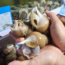 동해안 백골뱅이 활 백고동 생물, 1세트, 1kg 중대(25~35미)