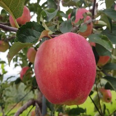 영주풍기사과 TOP01