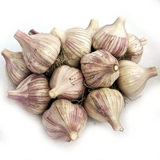 햇마늘장아찌-추천-상품