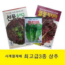 가을상추