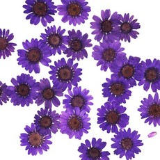 마가렛 보라 건조압화 50개 2cm B-05-534
