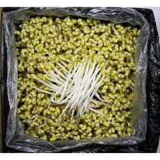 일자 콩나물 3.5Kg(4Kg내외) 2박스 두절 곱슬이 숙주 무침 아구찜 삼겹살 이강산닷컴, 2개