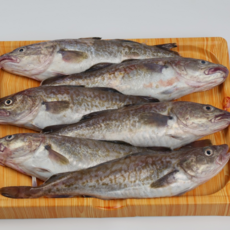 당일조업 국내산 생대구 대구 생물 정품 프리미엄, 1박스, 생물 대구3kg (3~6미)