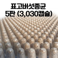 파머스케어 표고버섯종균 캡슐형 표고 버섯 총알버섯, 5개, 600