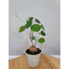 봄봄 스테파니 세파란타 소품