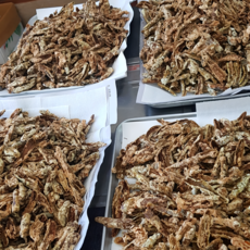 국산 수제 풋 고추 부각, 1박스, 250g