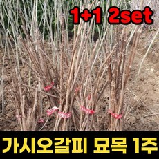 1+1 핫딜몬 가시오갈피 3년 오가피묘목 오갈피나무 묘목 1주, 1개