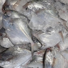 목포 국내산 신안 병어 10마리 1kg 급냉발송