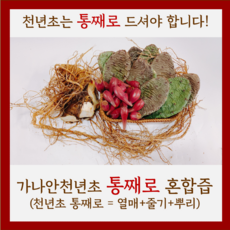 가나안천년초 [천년초 진액]천년초즙(열매+줄기+뿌리), 120ml, 60개
