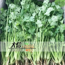 대신푸드몰-천연 향신료 싱싱한 고수 300g, 1개, 300