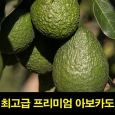 아보카도샌드위치