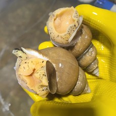 동해안 바다의 자연을 담은 백골뱅이 1kg 당일조업, 1개, 01_소(30-45미)