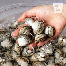 [단골농장] 서해안 고창 갯벌 해감된 동죽 조개 물총조개, 3kg, 1개