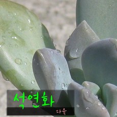 석연화