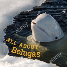 (영문도서) All about Belugas: English Edition Paperback, Inhabit Education Books Inc., 9781774504604