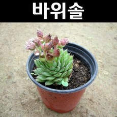 연화바위솔 포트 5개/가을꽃/야생화/지피식물/다년초