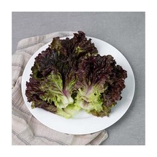 영양만점 GAP인증 농협 적상추 신선채소 500g, ONE COLOR