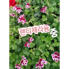 랜디제라늄