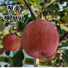 단단한 고당도 햇 사과 경북 청송 (당도선별) 산지직송 2kg 3kg 5kg 10kg 1박스 가정용 대과 5kg 상품 이미지