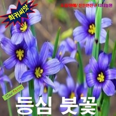 등심붓꽃