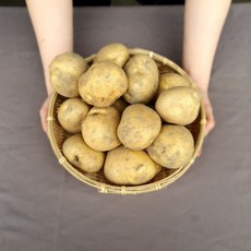 보성감자