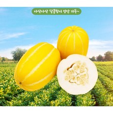 칠곡참외