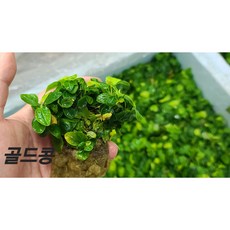 콩나나