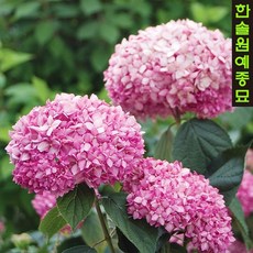 아나벨수국