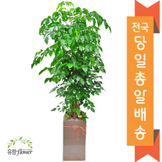 대전개업화분 TOP01