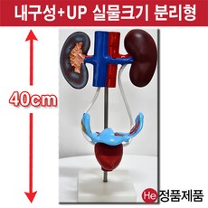 셀프손발모형