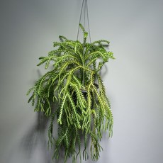 e868ef9fe6ae02a98ff352805f1faf7a73346787b610a12bb03fa9e15084.jpg