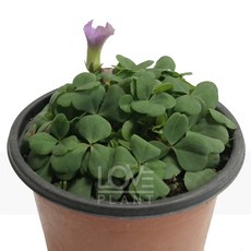 [꽃사랑식물나라] 팜팜더블폼(겹사랑초) 옥살리스 공기정화식물 식물키우기 화분