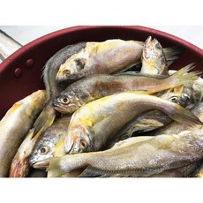 생조기