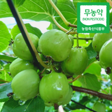 무농약 토종다래 산다래, 1개, 6kg(상품) - 다래다반