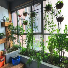 동화마루사하라라이트