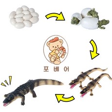 (당일배송)악어 성장과정 바다 해양 동물 피규어 장난감 유치원 어린이집 학습 교구 놀이 유아 교육 모형, 06) 악어