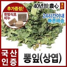 생뽕잎