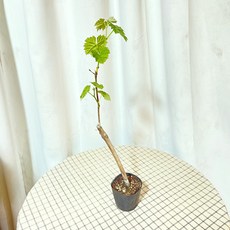 샤인머스켓모종