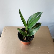 스킨답서스트루비