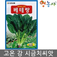 덴마크시금치씨앗500립