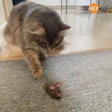 헥스버그마우스
