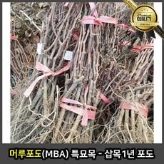 머루포도 MBA 특묘 목 삽목 1년 없는 단감 석류 자몽 방울토마토 제수용 사과 수박, 선택