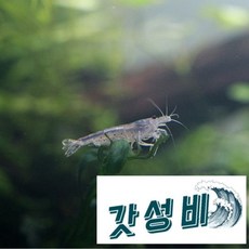 청룡 야마토새우(5마리) 비쉬림프 애완 관상용 새우 키우기, 5개