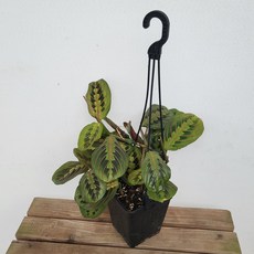칼라데아마란타