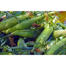 로얄꿀찰옥수수 산지직송 괴산 대학 찰옥수수 햇생물 18cm이상 7월 중순 예약판매, 20개, 특상품(18cm이상)