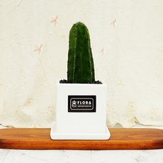 플로라 귀면각 암석주 선인장 다육식물 거실 인테리어 선물화분, 귀면각 화이트 사각화분, 1개