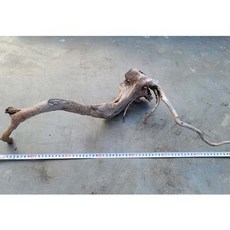 프리미엄 브랜치 실사 유목 84번